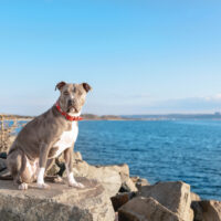 Champagne Pitbull on sea shore