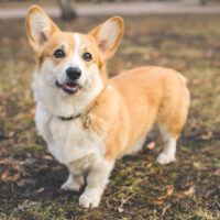 corgi standing on grass outside