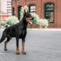 doberman photographed on the street