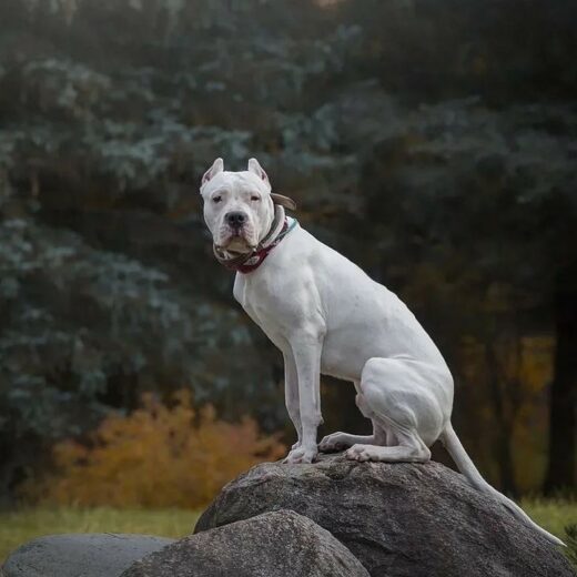 5+ Best Dogo Argentino Breeders In The United States