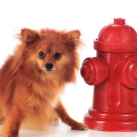 pomeranian standing next to a fire hydrant for dogs