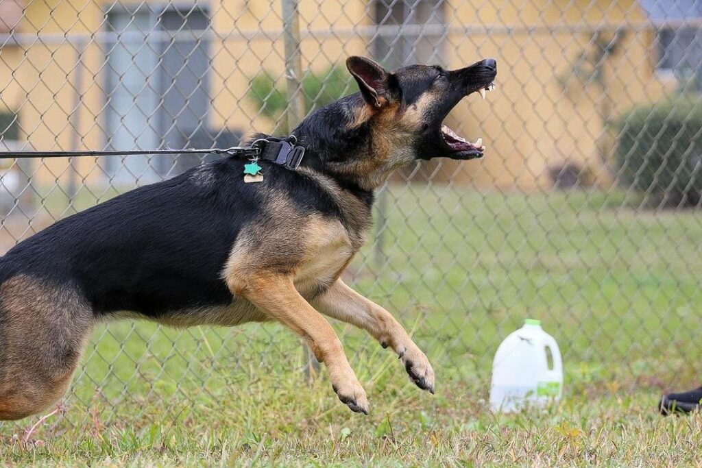 11 Best German Shepherd Breeders In Florida