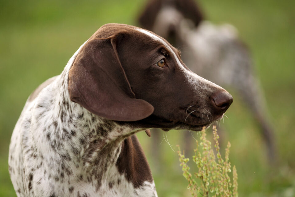 Male Vs Female German Shorthaired Pointers: Which Is Best?