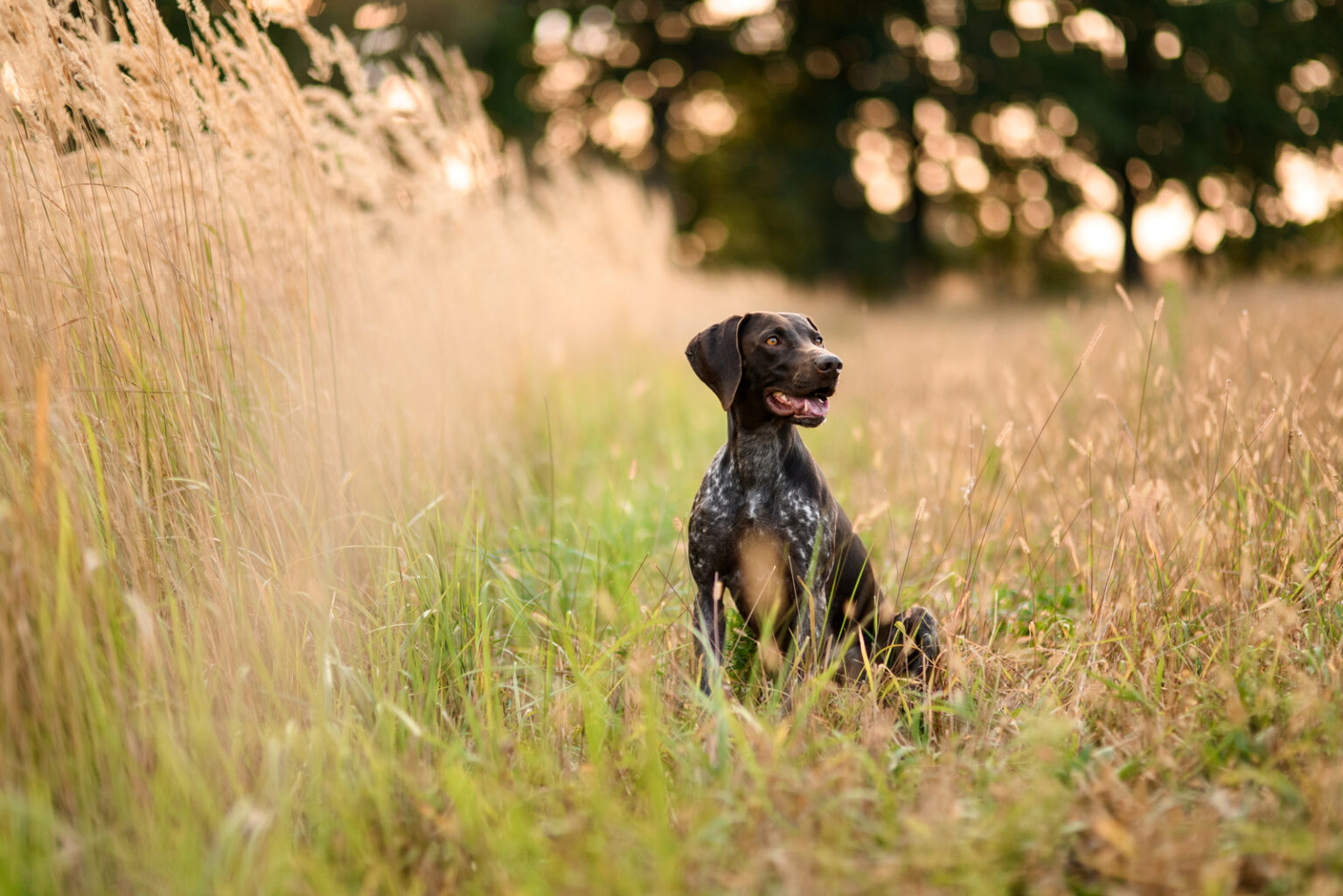 Male Vs Female German Shorthaired Pointers Which Is Best