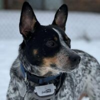 jack russell blue heeler mix