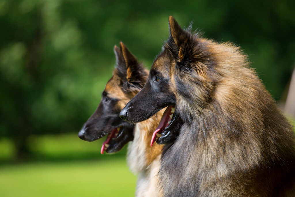 Long-Haired Belgian Malinois: All The Information You Need