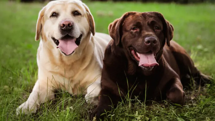 how often heat cycle for labrador retriever