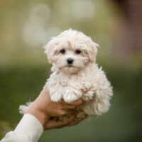 owner holding Maltese puppy