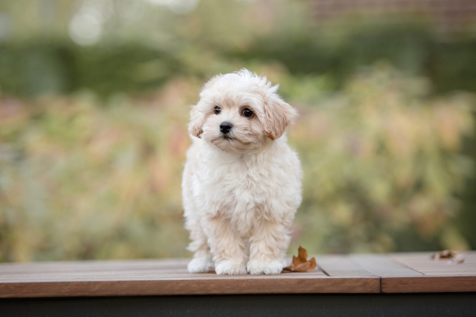 9 Maltese Breeders Best Places To Find A New Puppy   Maltese Puppy Standing Outside 1536x1025 