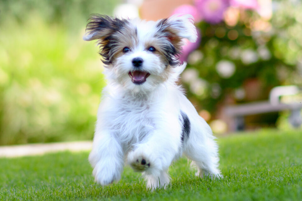 9 Maltese Breeders: Best Places To Find A New Puppy