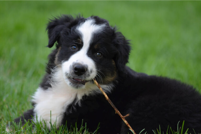 Black Australian Shepherd: Dog Breed Information And Facts