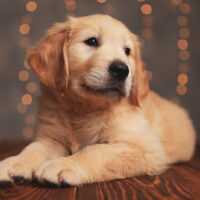 mini golden retriever sitting with fairy lights