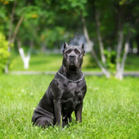 cane corso sitting on grass