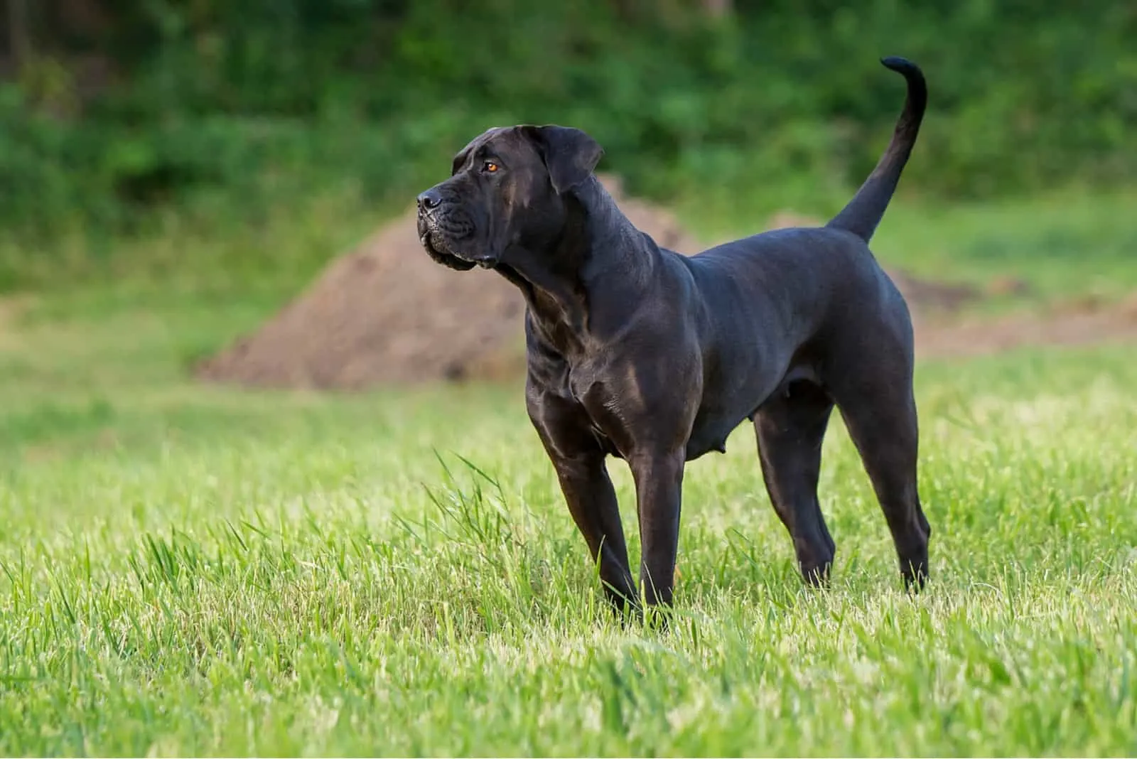 8 Best Presa Canario Breeders In The U.S.