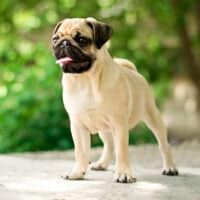 pug standing in garden