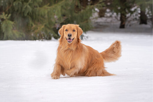 17 Best Red Golden Retriever Breeders