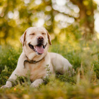 labrador retriever enjoying nature