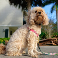 dog sitting on sidewalk