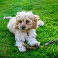 Cavapoo sitting on grass playing with stick