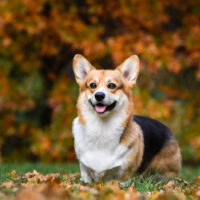 corgi surrounded by autumn leaves