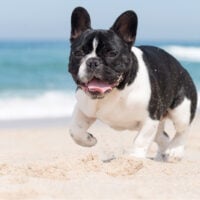 french bulldog running on the beach