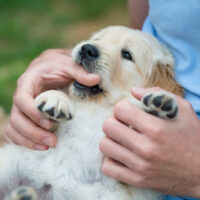 dog nibbling owners hand