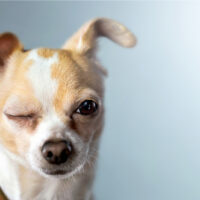 dog winking with blue background