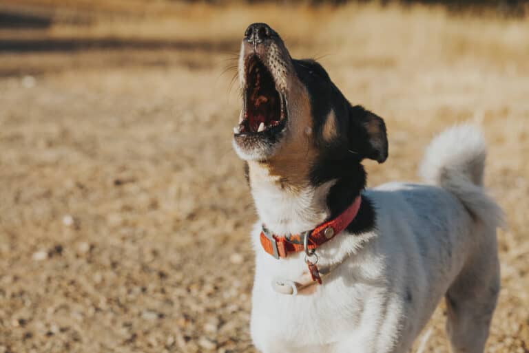 Why Is My Dog Barking At Nothing? 9 Reasons