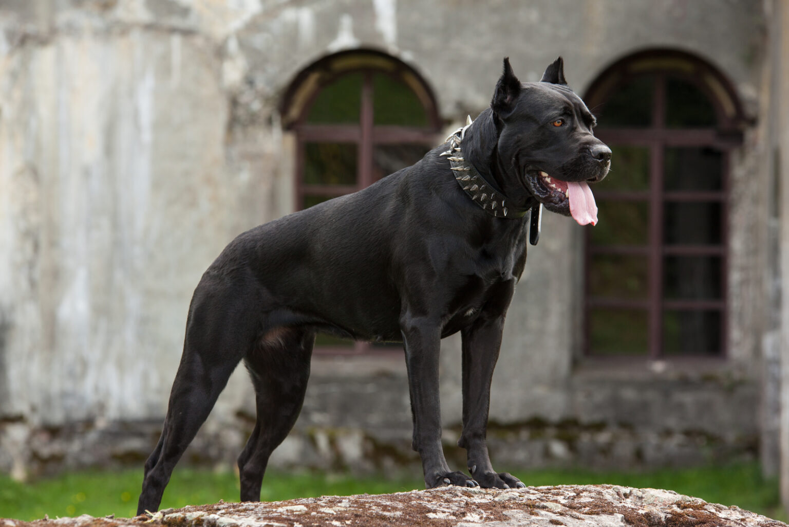 70-demon-dog-names-the-best-hellhound-names-for-your-pooch