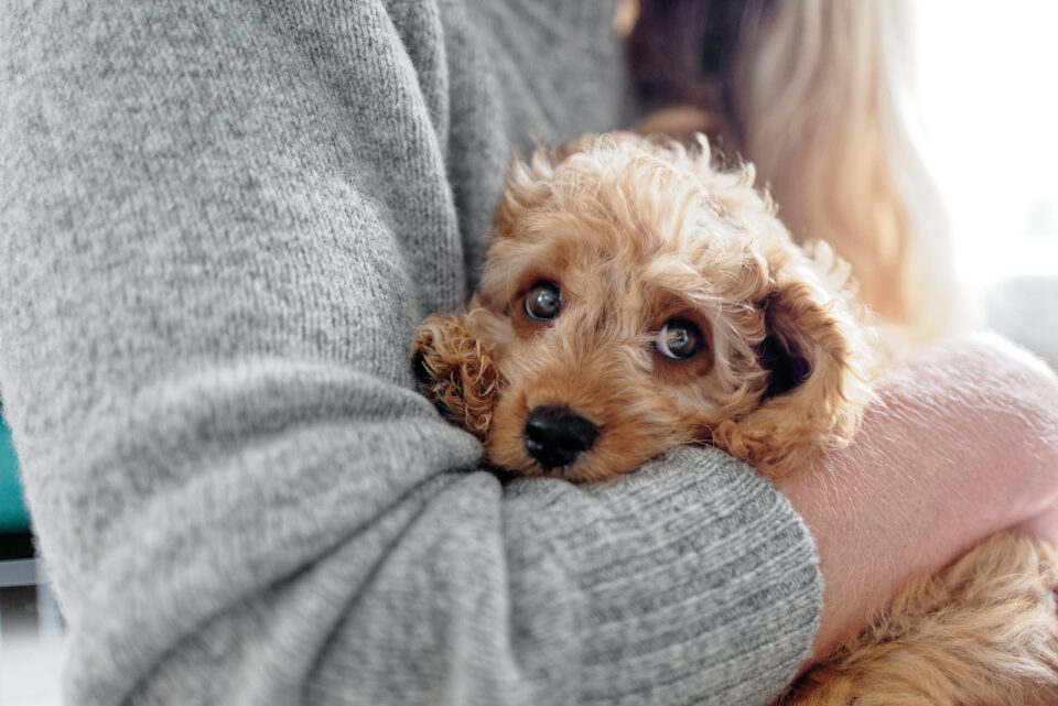 Top 5 Cavapoo Breeders In Florida: Our Picks + More