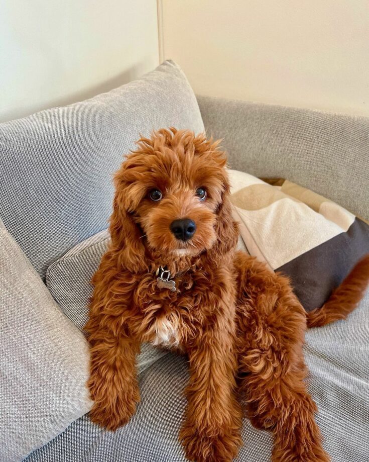 Top 5 Cavapoo Breeders In Florida: Our Picks + More