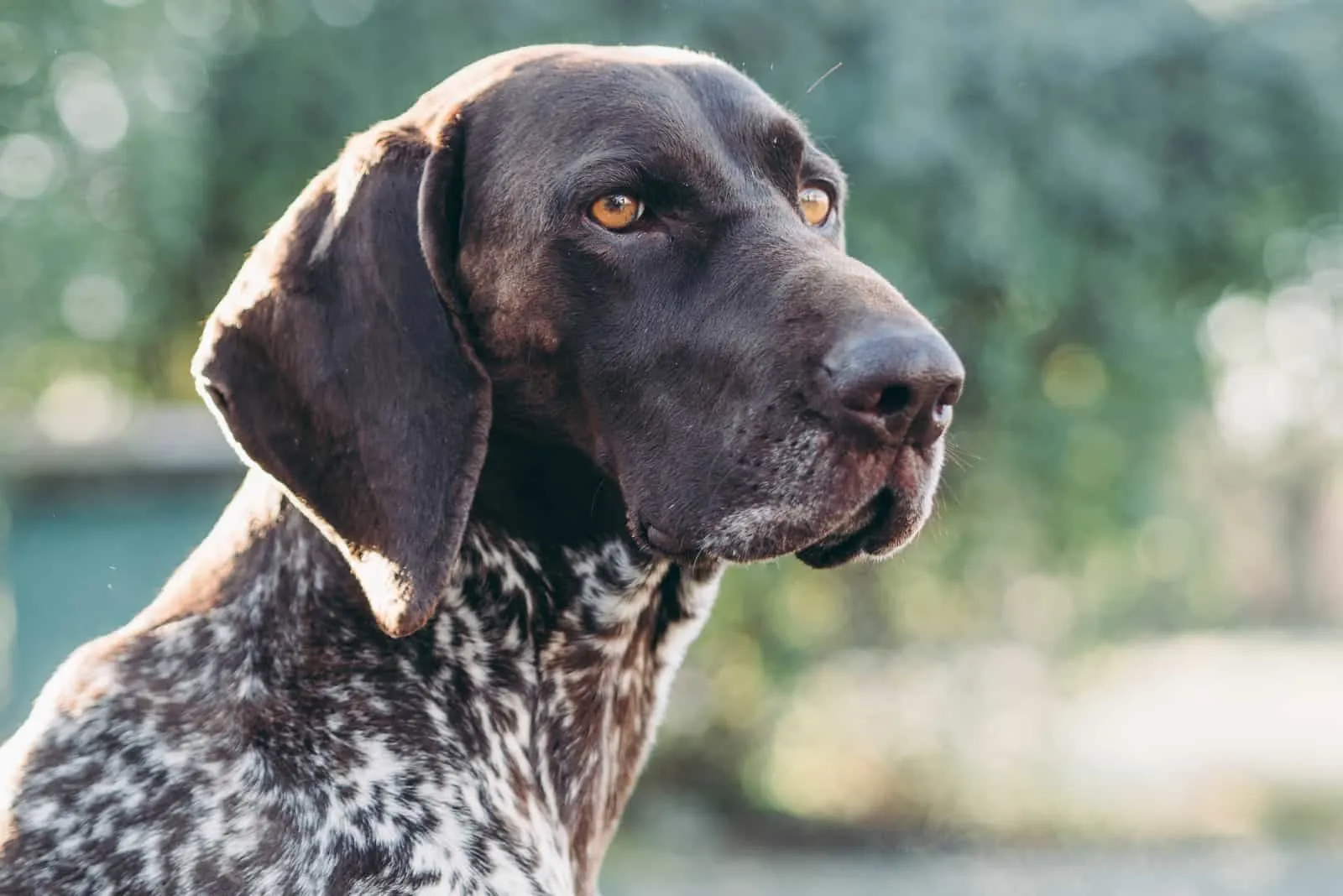 Male Vs Female German Shorthaired Pointers: Which Is Best?