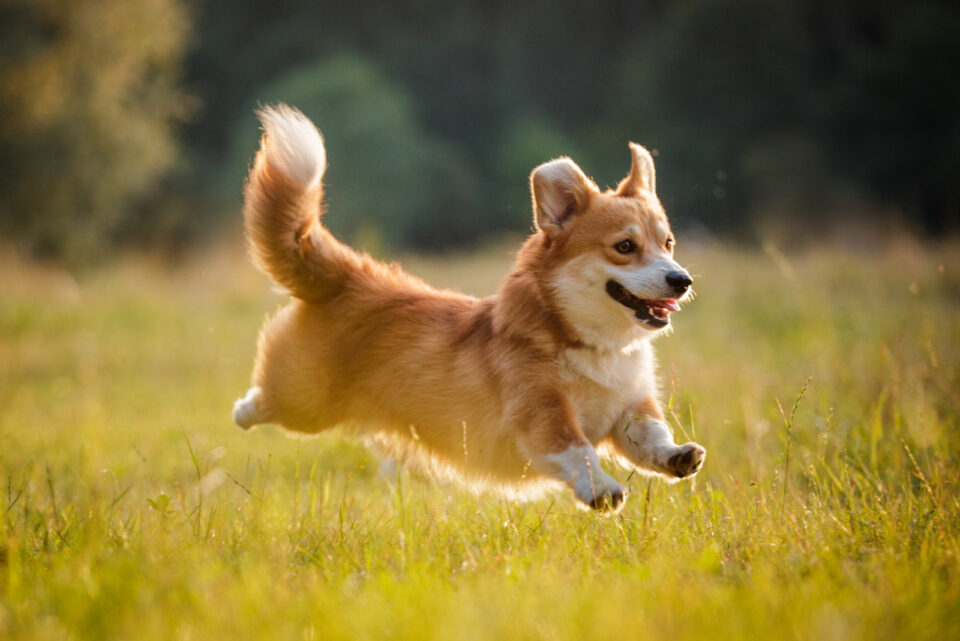 Corgi Breeders In Michigan: Top 4 Places To Get A Corgi