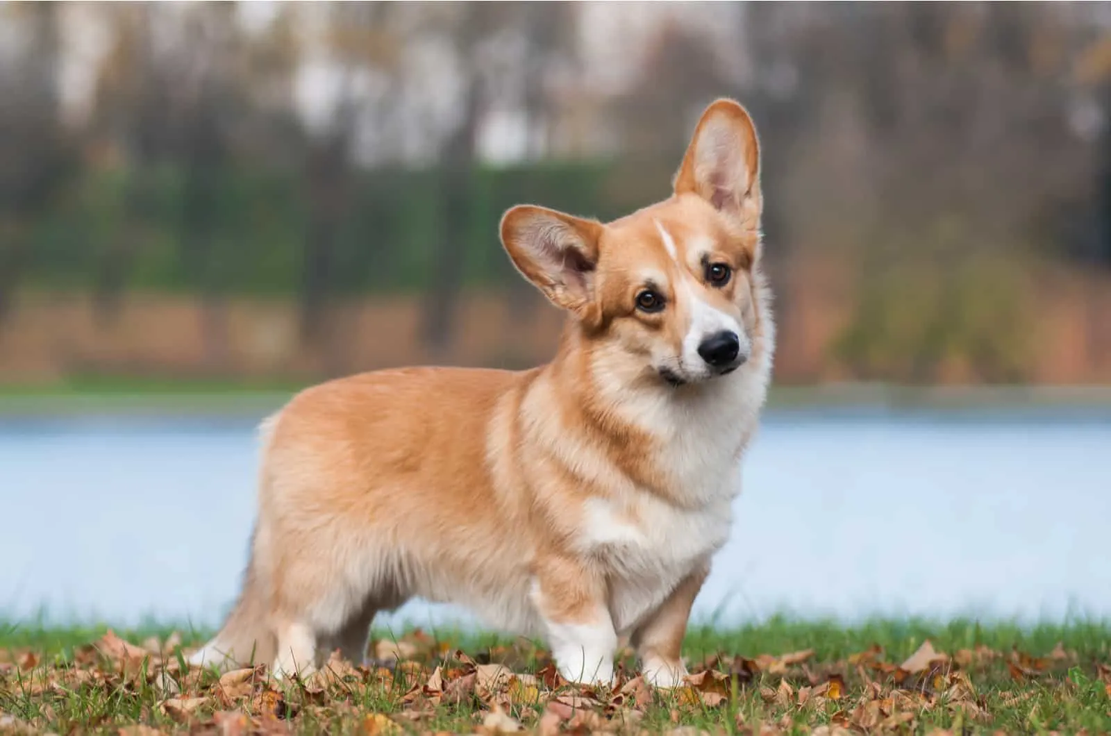 6 Corgi Breeders In New York: Top Picks In The Empire State