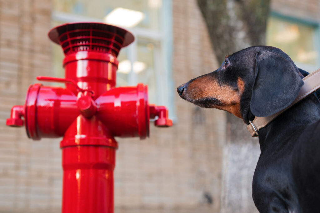 Fire Hydrant For Dogs Our 8 Favorite Picks   Dachshund Looking At A Red Fire Hydrant 1024x684 