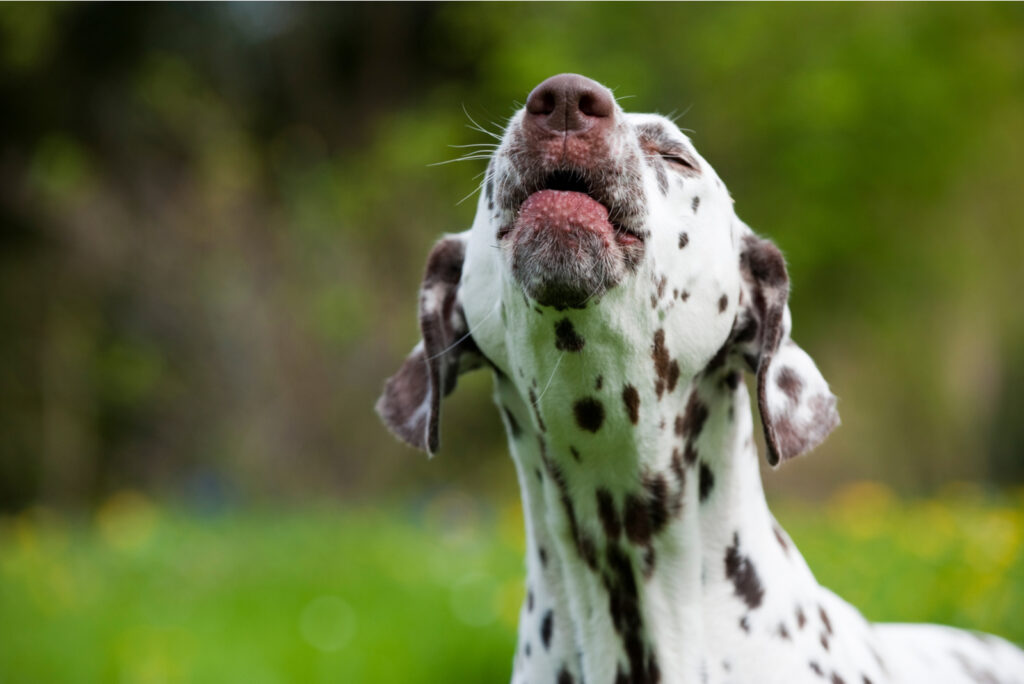 Why Is My Dog Barking At Nothing? 9 Reasons