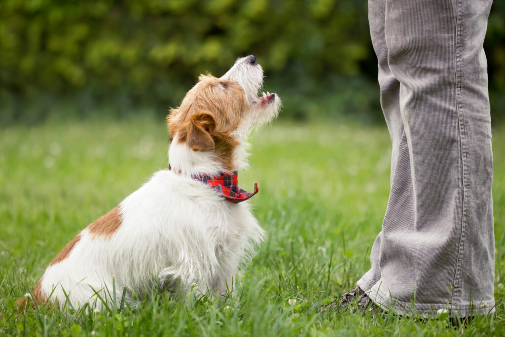 Why Is My Dog Barking At Nothing? 9 Reasons