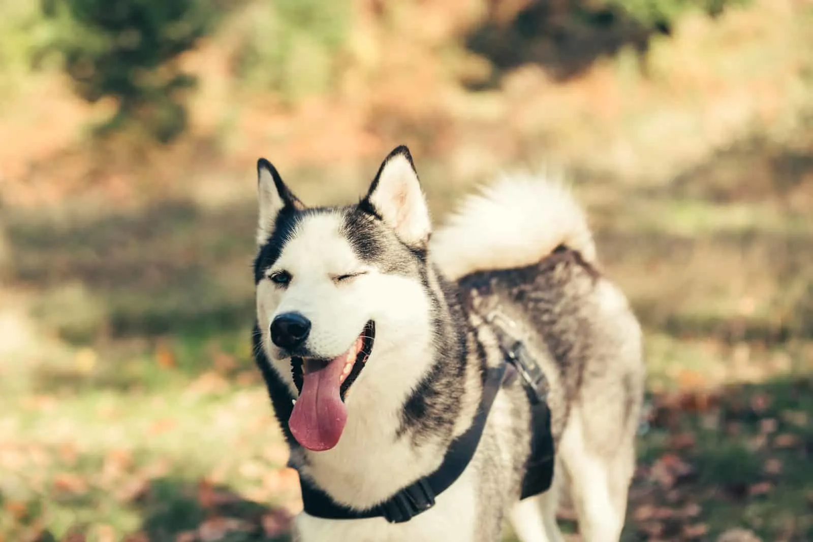 what happens if you wink at a dog