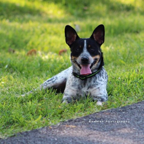 Jack Russell Blue Heeler Mix - All About This Energetic Pup