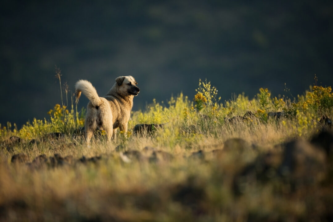 5 Top Kangal Breeders: Sivas Kangal Breeders In The U.S.