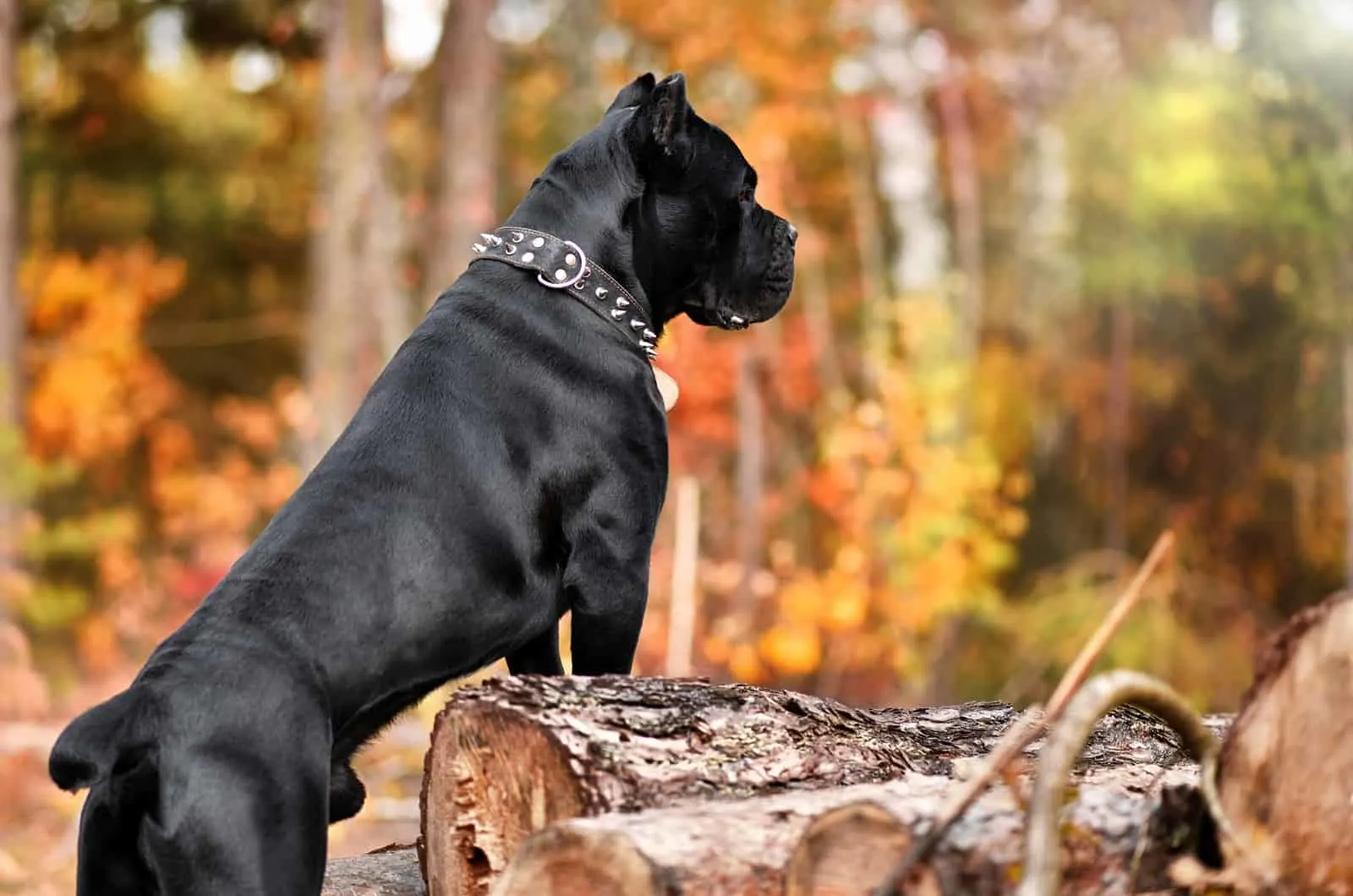 Primo Cane Corso – Cane Corso, Pace, Florida