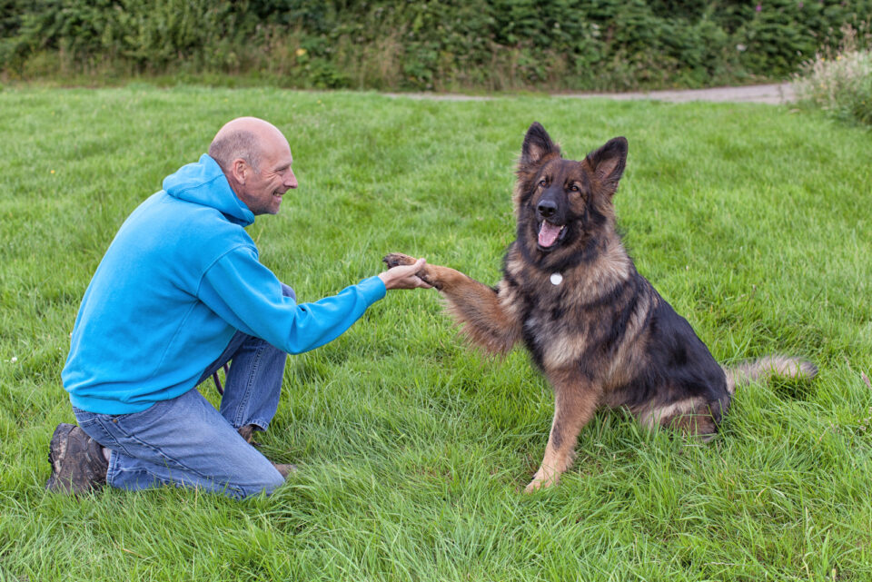 11 Best German Shepherd Breeders In Florida