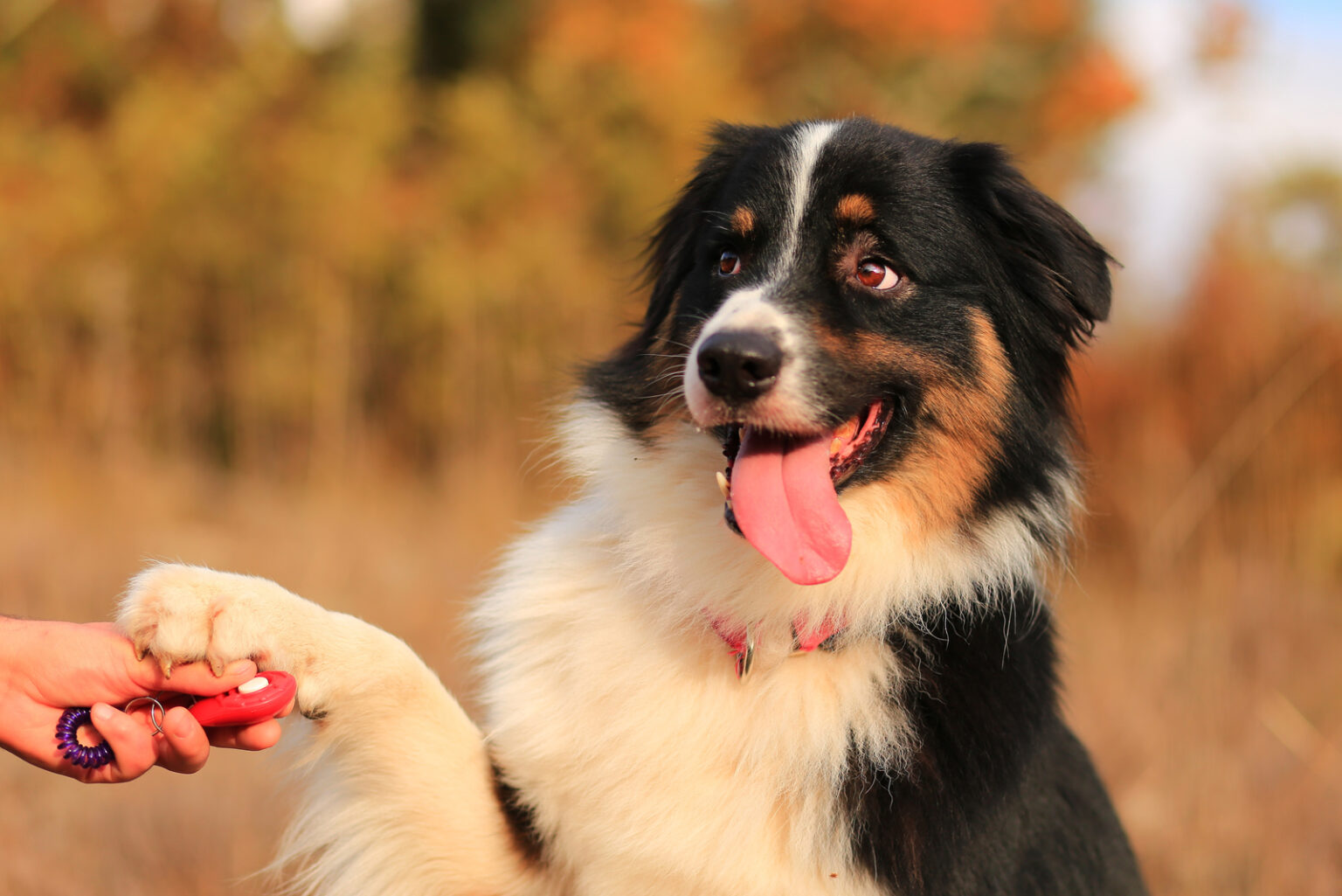 Black Australian Shepherd: Dog Breed Information And Facts