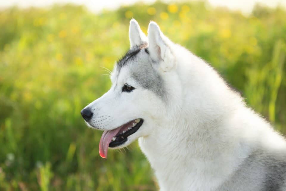 13 Husky Colors: Picking The Most Beautiful One