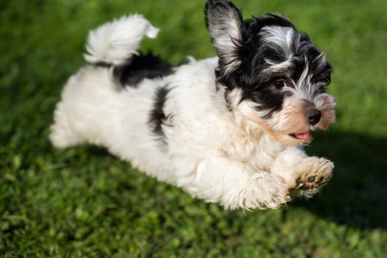 Top 6 Havanese Breeders In Ohio