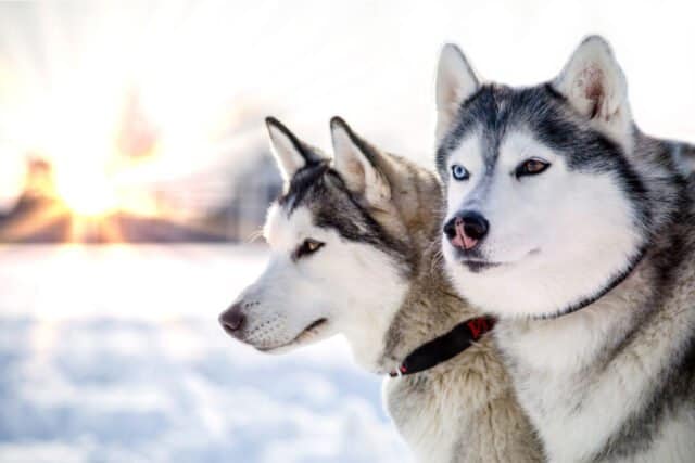 13 Husky Colors: Picking The Most Beautiful One