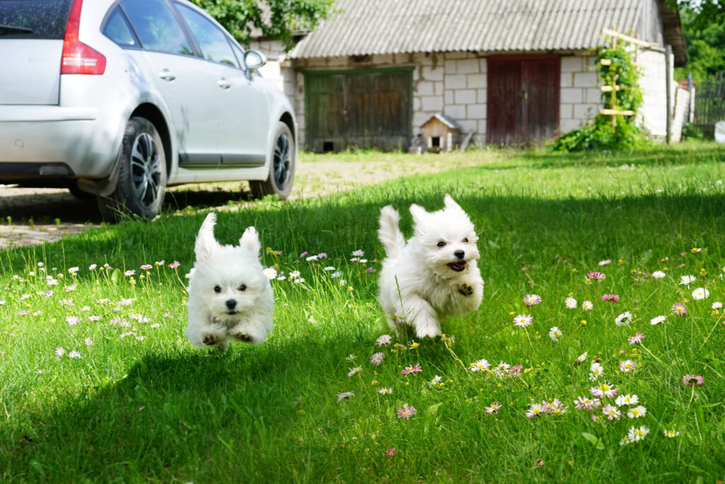 9 Maltese Breeders Best Places To Find A New Puppy   Two Maltese Puppies Running Outside In Garden 1024x684 