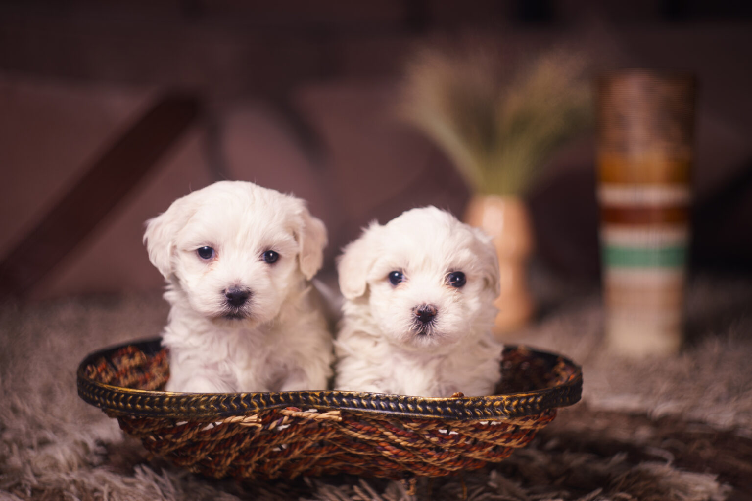 Free Puppies In Your Area For Adoption: 13 Ways To Find A Free Pet