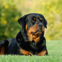 Rottweiler sitting on grass