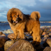 tibetan mastiff at the beach